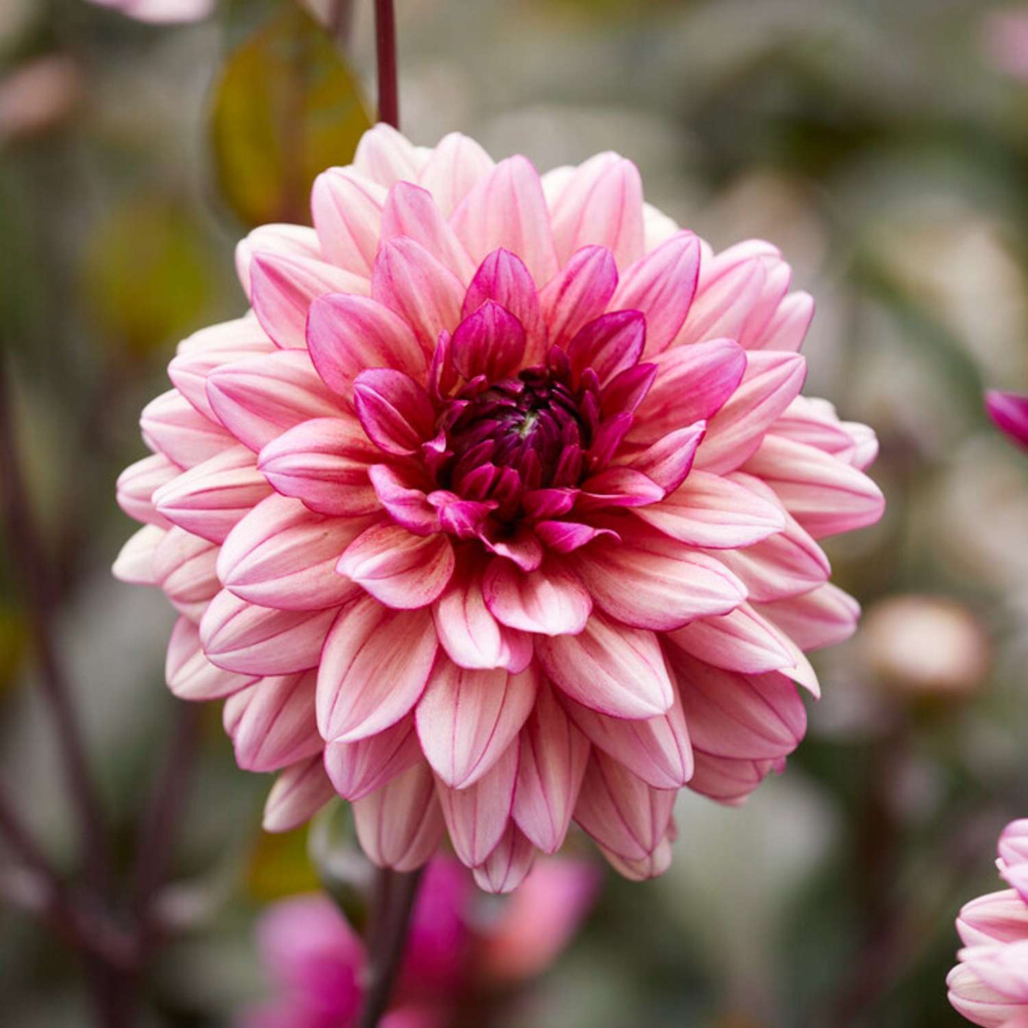 Dahlie 'Molly Raven'